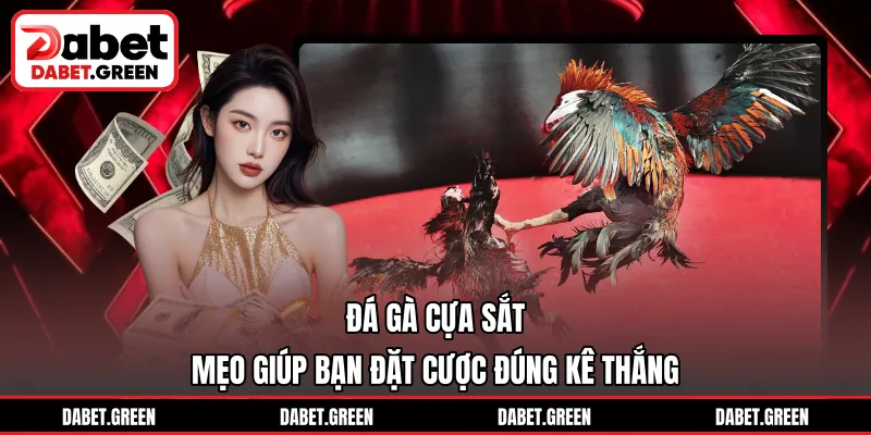 Đá Gà Cựa Sắt - Mẹo Giúp Bạn Đặt Cược Đúng Kê Thắng