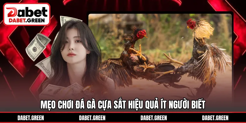 Mẹo chơi đá gà cựa sắt hiệu quả ít người biết